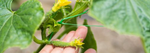 Огірки віддячать за турботу