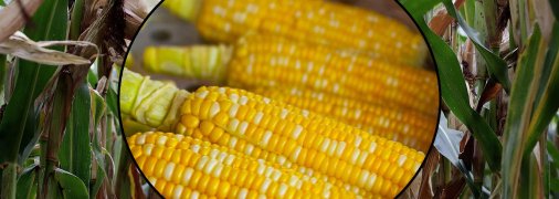 Як садити кукурудзу через розсаду