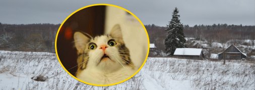 Село, удивленный кот