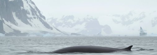 Фото кита фінвала