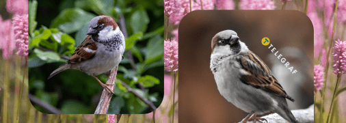 Колаж "Телеграфу"