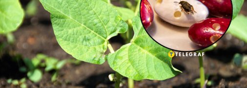 Фасоль часто страдает от жуков и прочих вредителей