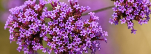 Вербені холод не страшний