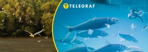 Птахи "рибалили" в Черкасах