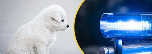 У Києві чоловік побив цуценя