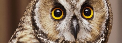 Зажигательную птичку заметили в Испании