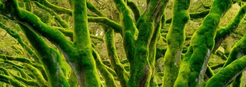 Мох на деревьях может угрожать их здоровью (изображение создано с помощью ИИ)