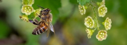 День Зосимы: народные приметы и запреты 2 июля