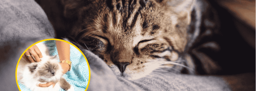 Причини для муркотіння котів можуть бути різними