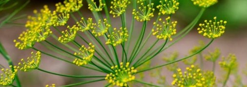 Особливо зелень потребує поливу