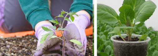 Висаджування розсади