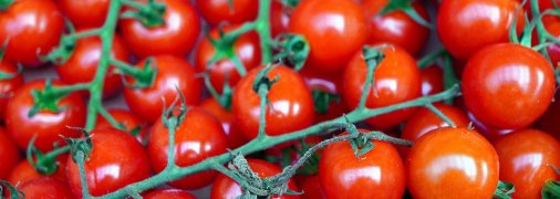 Стиглі помідори
