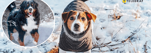 Собаки зимой