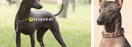 Перуанская голая собака