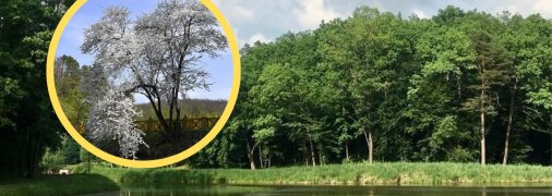 Ботанічний заказник "Воротнів"