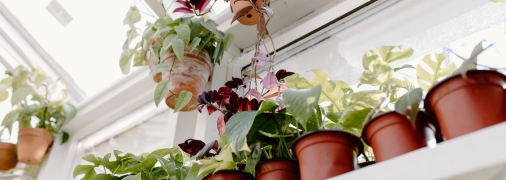 За такими кімнатними рослинами легко доглядати і вони прекрасно впишуться у будь-який інтер’єр