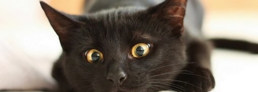 Выжил спустя две недели под завалами: из-под обломков рухнувшего в Маями здания извлекли живого кота (фото, видео)