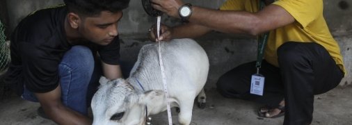 Найнижча корова у світі померла 19 серпня