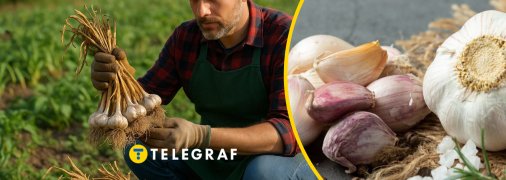 Часник потребує правильного зберігання