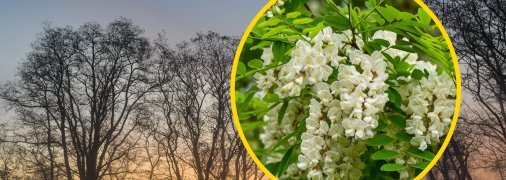 Біла акація має іншу, більш правильну назву