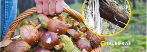 Цей гриб росте на відмерлій деревині