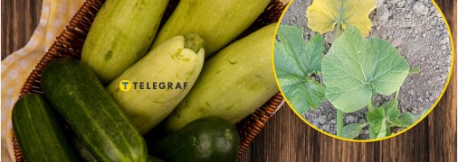 Городники скаржаться на проблеми з вирощуванням кабачків