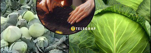 Сорт капусти "Тайсон" має низку переваг