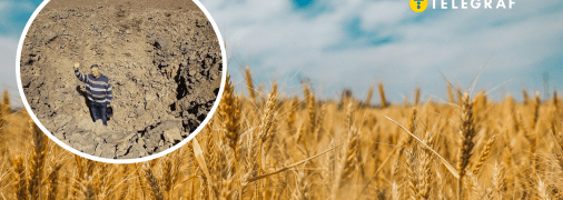 Пшеница в Украине