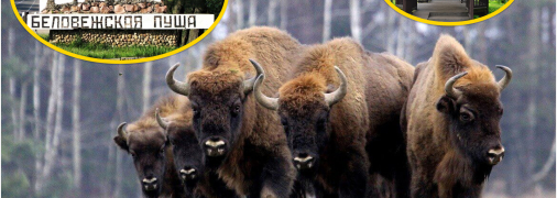 Зубры в Беловежской пуще