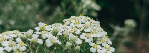 Бур’яни – головна проблема дачників
