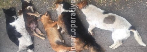 На Днепропетровщине неадекватный мужчина убивает дворовых животных и показывает гениталии детям (фото, видео)