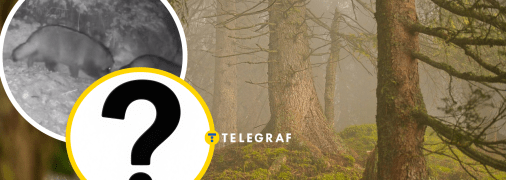 Єнотовидні собаки потрапили до об’єктиву