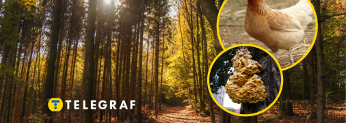 Гриб трутовик серно-желтый