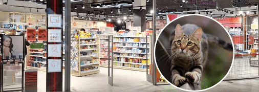Кот в магазине