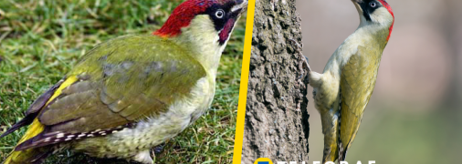 Жовна зелена