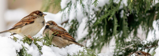 Погода в Украине