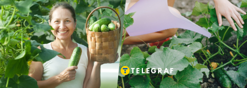 Уход за огурцами в августе