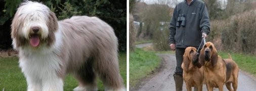 Британські породи собак