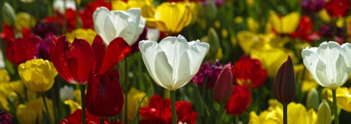 Тюльпани вимагають своєчасного догляду та уваги