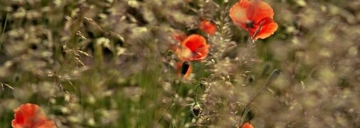 Митрофанов день: приметы и обряды на 17 июня