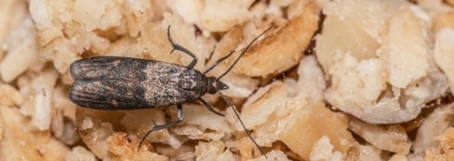 Харчова міль здатна знищити усі запаси