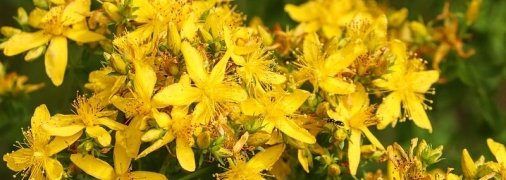 ТОП-6 трав для здоровья, которые стоит высушить летом