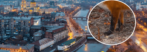 Лисиця у Харкові