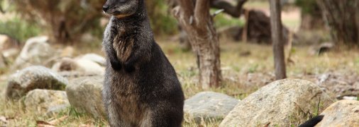 На вигляд валлабі — як кенгуру, тільки менші