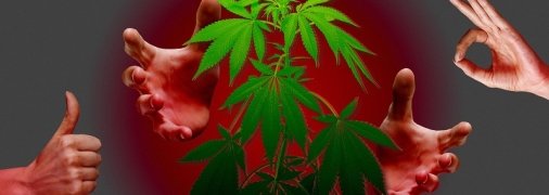 В Україні легалізували медичний канабіс? Роз'яснюємо, що не так