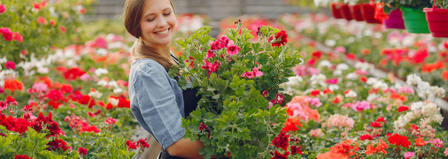 Головною прикрасою герані є її яскраві квіти