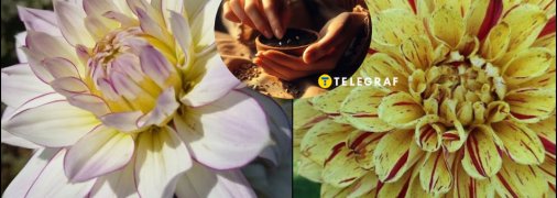 Як виростити жоржини з насіння