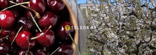 В садах були два десятки видів черешень