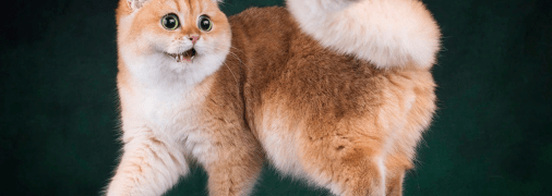 Котенок британской золотистой шиншиллы