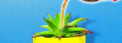 Кока-кола также используется в качестве инсектицида